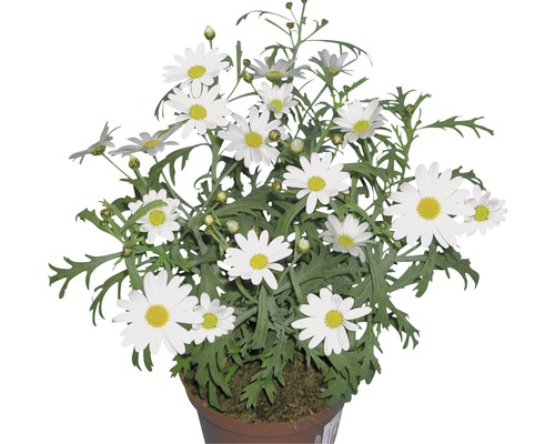 Margerit FLORASELF Chrysanthemum frutescens Ø11cm Margerit FLORASELF Chrysanthemum frutescens Ø11cm