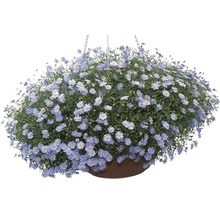 Hängande korg med blommande astrar