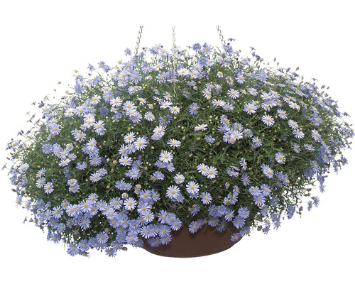 Blåkrage FLORASELF Brachyscome multifida Ø10,5cm