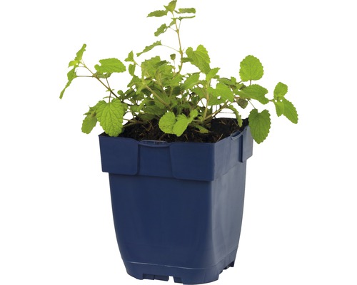 Citronmelissplanta i kruka