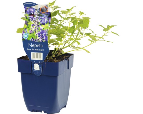 Nepeta växt i kruka