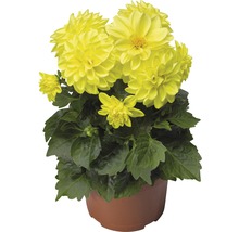 Gul dahlia i en kruka