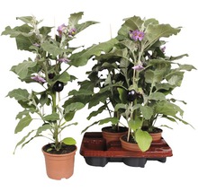 Aubergineplantor i krukor med stödjande pinnar