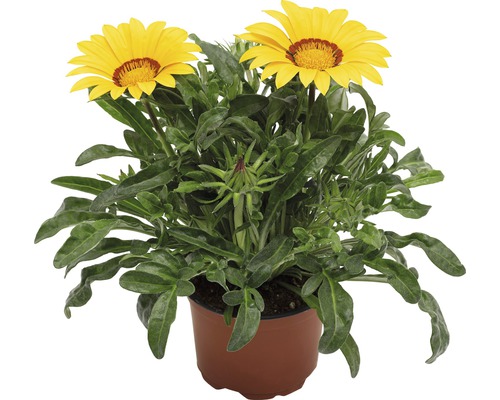 Gazania i kruka med gula blommor