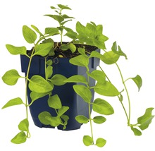 Stor vintergröna FLORASELF Vinca major Ø11cm