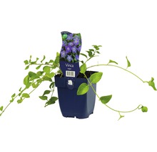 Stor vintergröna FLORASELF Vinca major Ø11cm