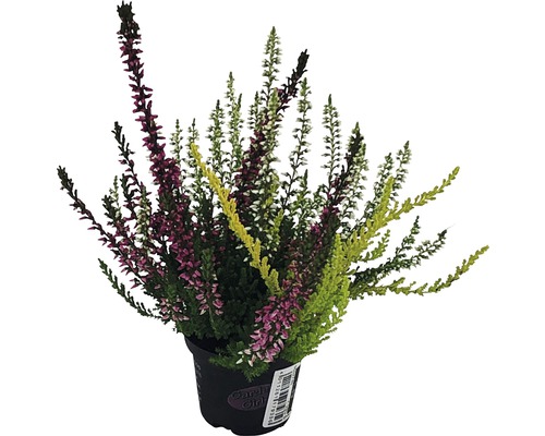 Ljung FLORASELF Calluna vulgaris Gardengirls Trio Mini Ø6cm