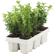 Buxbom plantor i odlingsbehållare