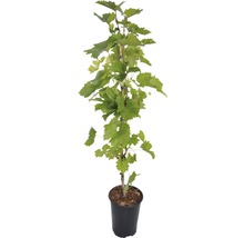 Bio vinranka FLORASELF Bio Vitis vinifera 'Regent' Co 3L