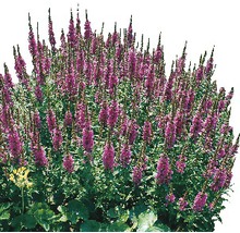 Blommande perenn med upprättstående blomställningar