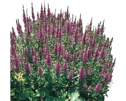 Blommande perenn med upprättstående blomställningar