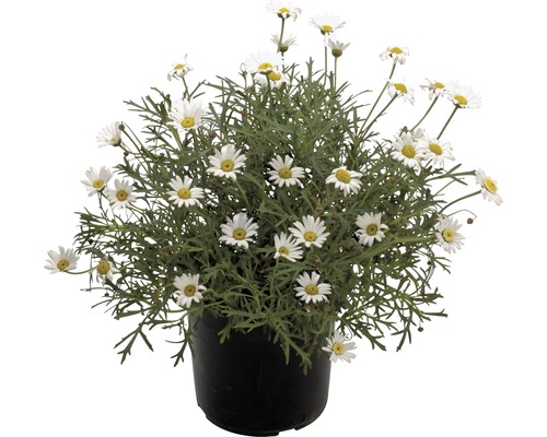 Buskmargerite FLORASELF Chrysanthemum frutescens Ø14cm