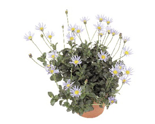 Blå tusenskönabuske i kruka