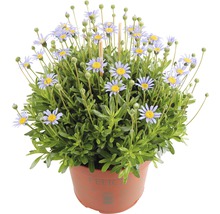 Felicia växt i kruka med blå blommor och gröna blad
