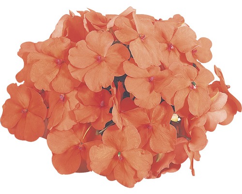 Grupp av blommor av flitiga Lisa