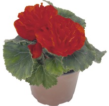 Begonia i en kruka