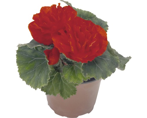 Knölbegonia FLORASELF Begonia tuberhybrida Ø11cm