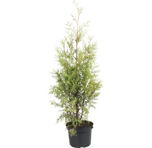 Thuja i kruka