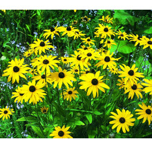 Blommande Rudbeckia i trädgården.