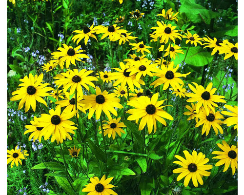 Blommande Rudbeckia i trädgården.