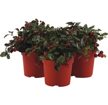 Tre Gaultheria Procumbens i planteringskärl