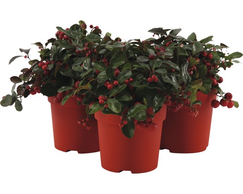 Tre Gaultheria Procumbens i planteringskärl