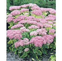Fetknopp perenn med rosa blommor