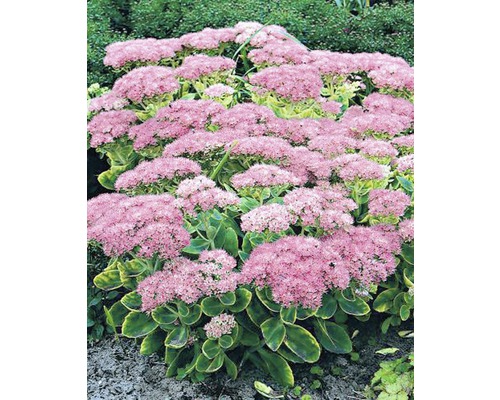 Fetknopp perenn med rosa blommor
