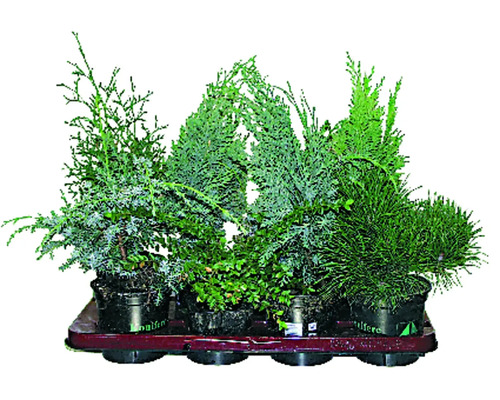 Olika barrträd i krukor på en bricka