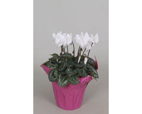 Cyklamen FLORASELF Cyclamen persicum 20-25cm Ø10,5cm tillfälligt sortiment