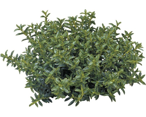 Städsegrön dvärg buske för trädgården