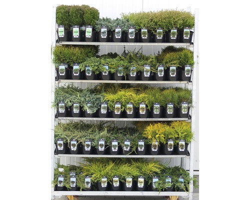 Hylla med olika krukväxter för trädgården