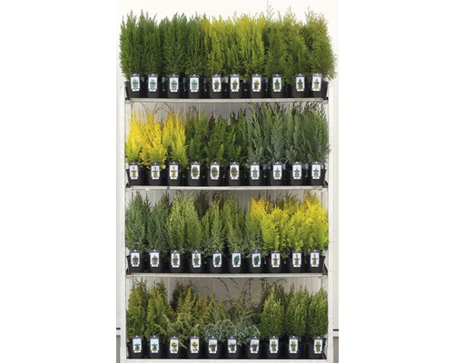 Olika barrträd på ett försäljningsställ i krukor.