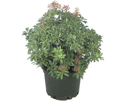 Japansk buskrosling FLORASELF Pieris japonica 20-25cm Co 2L Japansk buskrosling FLORASELF Pieris japonica 20-25cm Co 2L