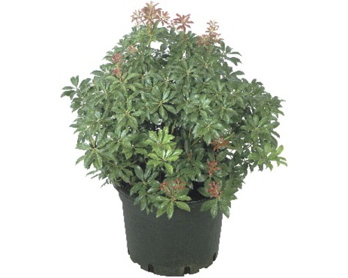 Japansk buskrosling FLORASELF Pieris japonica 20-25cm Co 2L