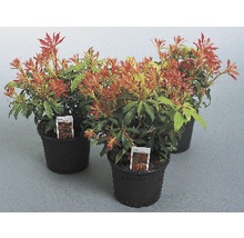Tre Pieris japonica växter i krukor