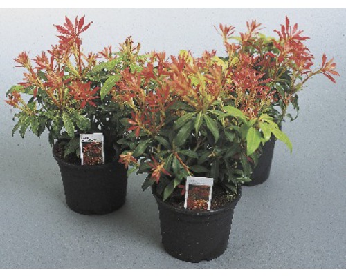 Tre Pieris japonica växter i krukor