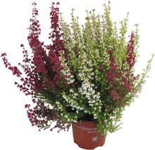 Ljungväxt Erica gracilis i kruka
