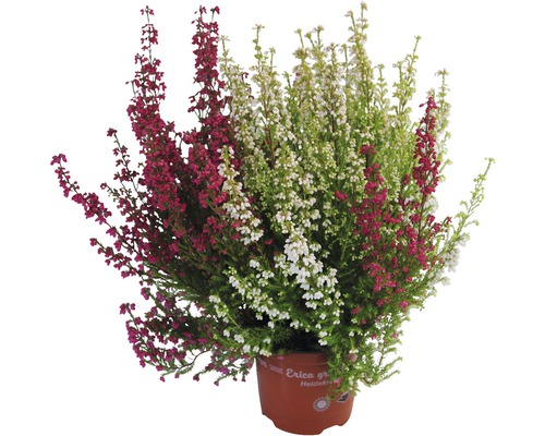 Ljungväxt Erica gracilis i kruka