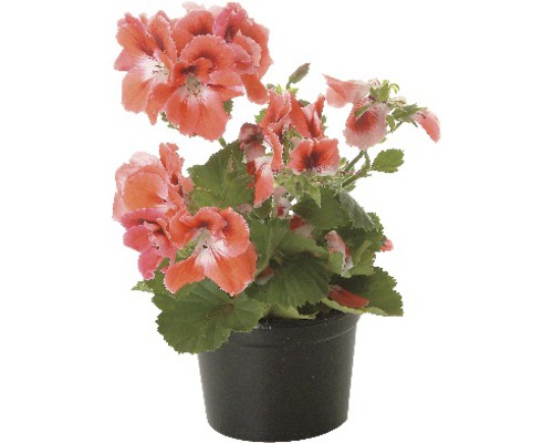 Pelargon i en svart kruka