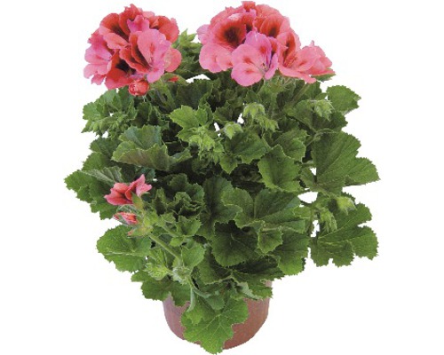 Pelargon i kruka