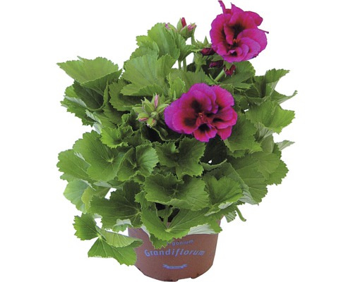 Pelargon Grandiflorum i en kruka