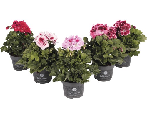 Fem pelargoner i krukor med olika blomfärger