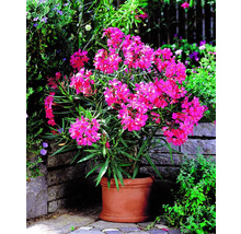 Oleander i kruka med rosa blommor för trädgården eller balkongen