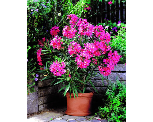 Oleander i kruka med rosa blommor för trädgården eller balkongen