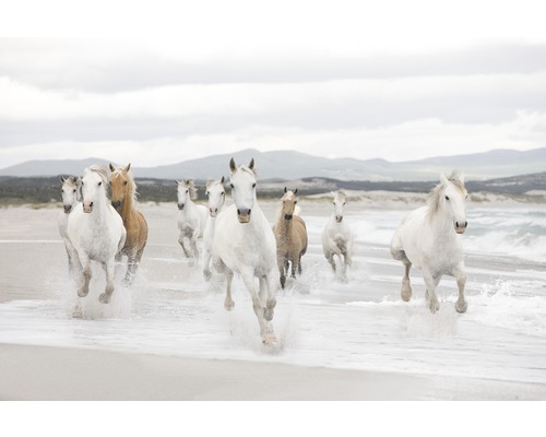 Fototapet KOMAR white horses 254x368cm 8-986 Fototapet KOMAR white horses 254x368cm 8-986