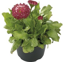 Bellis i kruka med gröna blad och blommor