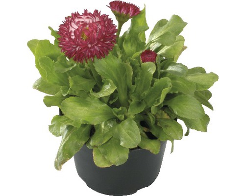 Bellis i kruka med gröna blad och blommor