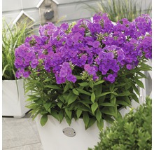 Phlox i en planteringslåda