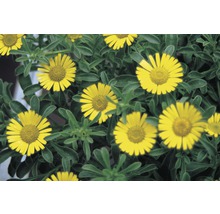 Strandstjärna FLORASELF Asteriscus maritima Ø11cm